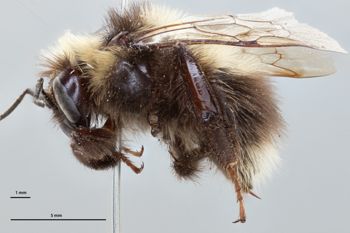 Media type: image;   Entomology 821940 Description: Specimen documentation photo of habitus lateral viewfrom specimen MCZ:Ent:821940, captured on2024-12-16;  Aspect: habitus lateral view
